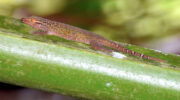 Vallée de Mai, Coco de Mer, Praslin, Seychellen, Bronze-Gecko
