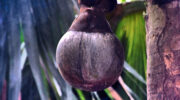 Vallée de Mai, Coco de Mer, Praslin, Seychellen