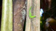 Vallée de Mai, Coco de Mer, Praslin, Seychellen, Grüner Taggecko