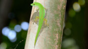 Vallée de Mai, Coco de Mer, Praslin, Seychellen, Grüner Taggecko