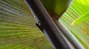 Vallée de Mai, Coco de Mer, Praslin, Seychellen, Grüner Taggecko