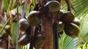 Vallée de Mai, Coco de Mer, Praslin, Seychellen, weibliche Palme