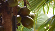 Vallée de Mai, Coco de Mer, Praslin, Seychellen, weibliche Palme