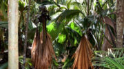 Vallée de Mai, Coco de Mer, Praslin, Seychellen, weibliche Palme