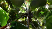 Vallée de Mai, Coco de Mer, Praslin, Seychellen, weibliche Palme