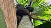 Vallée de Mai, Coco de Mer, Praslin, Seychellen, weibliche Palme