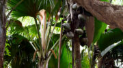 Vallée de Mai, Coco de Mer, Praslin, Seychellen, männliche und weibliche Palme