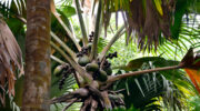 Vallée de Mai, Coco de Mer, Praslin, Seychellen, weibliche Palme
