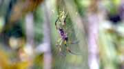 Vallée de Mai, Coco de Mer, Praslin, Seychellen, Palmspinne
