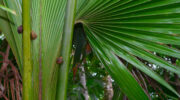 Vallée de Mai, Coco de Mer, Praslin, Seychellen, Schnecken
