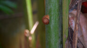 Vallée de Mai, Coco de Mer, Praslin, Seychellen, Schnecke