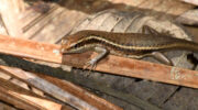 Vallée de Mai, Coco de Mer, Praslin, Seychellen, Skink