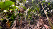 Vallée de Mai, Coco de Mer, Praslin, Seychellen