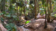 Vallée de Mai, Coco de Mer, Praslin, Seychellen