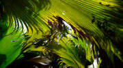Vallée de Mai, Coco de Mer, Praslin, Seychellen