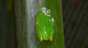Vallée de Mai, Coco de Mer, Praslin, Seychellen, Baumfrosch