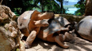 Riesenschildkröten auf Moyenne Island, Sainte Anne Marine National Park, Mahé, Seychellen