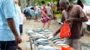 Fische Fische am Beau Vallon Strand, Mahé, Seychellen