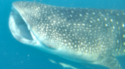 Der Walhai ist der größte Fisch der Welt und kann mit etwas Glück auch auf den Seychellen beobachtet werden.