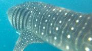Der Walhai ist der größte Fisch der Welt und kann mit etwas Glück auch auf den Seychellen beobachtet werden.