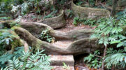 Copolia Nature Trail, Morne Seychellois National Park, Mahé Süd, Seychellen
