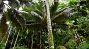 Jardin Du Rois Spice Garden, Anse Royale, Mahe Süd, Seychellen, Palmen