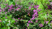Jardin Du Rois Spice Garden, Anse Royale, Mahe Süd, Seychellen