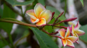 Jardin Du Rois Spice Garden, Anse Royale, Mahe Süd, Seychellen