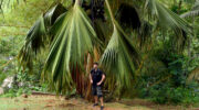 Jardin Du Rois Spice Garden, Anse Royale, Mahe Süd, Seychellen, Coco de Mer und Mister Olaf