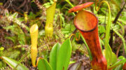 Trois Frères Nature Trail, Morne Seychellois National Park, Mahé Süd, Seychellen, Kannenblatt, Pitcherplant