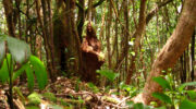 Trois Frères Nature Trail, Morne Seychellois National Park, Mahé Süd, Seychellen, The Old Woman in the Woods