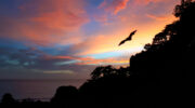 Sunset View Self Catering, Anse a la Mouche, Mahé, Seychellen, Flughund vor Sonnenuntergang