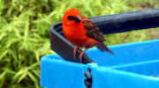 La Digue Island, Seychellen, Red Fody