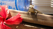 La Digue Island, Seychellen, Skink