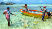 La Digue, Seychellen, Fischermen, Catch of the Day
