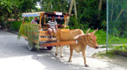 La Digue, Seychellen, Ochsenkarren, Oxcart