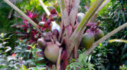 Secret Garden, La Digue, Seychellen, Coco de Mer