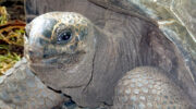 Aldabra Giant Tortoise, Praslin Island