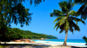 Praslin Island, Seychellen, Anse Lazio Beach mit Palme
