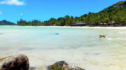Praslin Island, Seychellen, Cote d'Or, Anse Volbert Beach with Flying Doggy