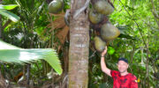 Praslin Island, Seychellen, Fond Ferdinand, Mister Olaf with a giant Coco de Mer coconut