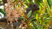 Praslin Island, Seychellen, Vallée de Mai, Black Parrot