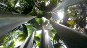 Praslin Island, Seychellen, Vallée de Mai, Blick nach oben