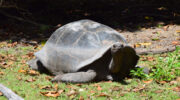Bootsausflug zu den Riesenschildkröten auf Curieuse Island, Seychellen