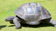 Bootsausflug zu den Riesenschildkröten auf Curieuse Island, Seychellen