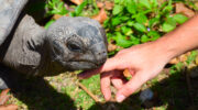 Bootsausflug zu den Riesenschildkröten auf Curieuse Island, Seychellen