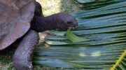 Bootsausflug zu den Riesenschildkröten auf Curieuse Island, Seychellen