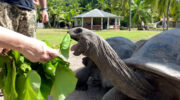 Bootsausflug zu den Riesenschildkröten auf Curieuse Island, Seychellen