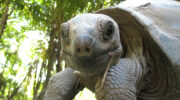 Bootsausflug zu den Riesenschildkröten auf Curieuse Island, Seychellen