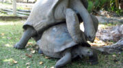 Bootsausflug zu den Riesenschildkröten auf Curieuse Island, Seychellen